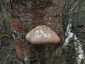 Nyírfa-tapló (Fomitopsis betulina), Dél-Pest